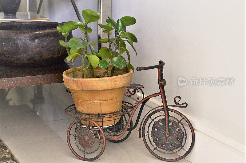 一辆三轮金属自行车，上面插着一个peperômia obtusifolia花瓶